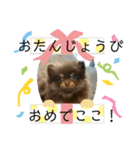 ぽめのうにここ毎日スタンプ①（個別スタンプ：22）