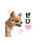 愛犬チワワのゆず④（個別スタンプ：1）