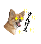 愛犬チワワのゆず④（個別スタンプ：2）