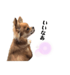 愛犬チワワのゆず④（個別スタンプ：3）