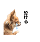 愛犬チワワのゆず④（個別スタンプ：4）