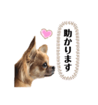 愛犬チワワのゆず④（個別スタンプ：5）