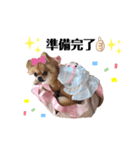 愛犬チワワのゆず④（個別スタンプ：6）