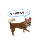 愛犬チワワのゆず④（個別スタンプ：7）