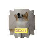 コーギー バジル（個別スタンプ：1）