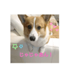 コーギー バジル（個別スタンプ：3）