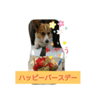 コーギー バジル（個別スタンプ：7）