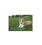 コーギー バジル（個別スタンプ：8）