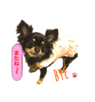 日常あいさつ 可愛い チワワ（個別スタンプ：7）