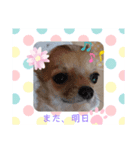 おてんば娘2匹とビビり息子のチワワっち（個別スタンプ：3）