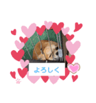 おてんば娘2匹とビビり息子のチワワ（個別スタンプ：1）