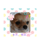 おてんば娘2匹とビビり息子のチワワ（個別スタンプ：3）