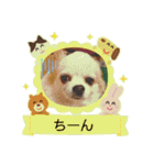 おてんば娘2匹とビビり息子のチワワ（個別スタンプ：15）