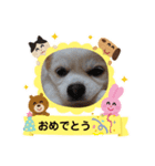 おてんば娘2匹とビビり息子のチワワ（個別スタンプ：19）