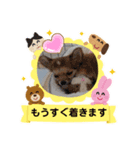 おてんば娘2匹とビビり息子のチワワ（個別スタンプ：20）