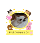 おてんば娘2匹とビビり息子のチワワ（個別スタンプ：22）