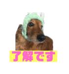 ダックス！しゅんくん！（個別スタンプ：4）