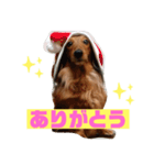 ダックス！しゅんくん！（個別スタンプ：5）