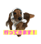 ダックス！しゅんくん！（個別スタンプ：6）