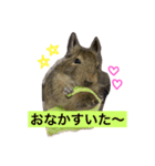 デグーのぐみちゃん（個別スタンプ：1）