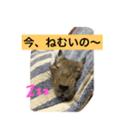 デグーのぐみちゃん（個別スタンプ：5）