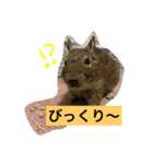 デグーのぐみちゃん（個別スタンプ：7）
