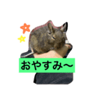 デグーのぐみちゃん（個別スタンプ：8）
