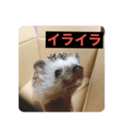 ハリネズミのいる暮らし（個別スタンプ：1）