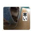 ハリネズミのいる暮らし（個別スタンプ：2）