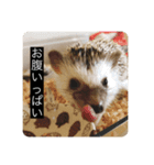 ハリネズミのいる暮らし（個別スタンプ：3）