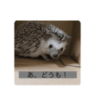 ハリネズミのいる暮らし（個別スタンプ：4）
