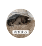 ハリネズミのいる暮らし（個別スタンプ：5）