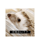 ハリネズミのいる暮らし（個別スタンプ：6）