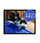 ねこにゃん スタンプ（個別スタンプ：1）