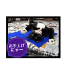 ねこにゃん スタンプ（個別スタンプ：4）