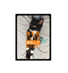 ねこにゃん スタンプ（個別スタンプ：5）