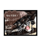 ねこにゃん スタンプ（個別スタンプ：7）