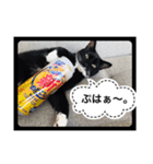 ねこにゃん スタンプ（個別スタンプ：8）