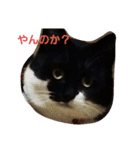 ホッケスタンプ（個別スタンプ：8）