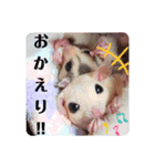 マロ＆ナナvol.1（個別スタンプ：4）