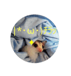 マロ＆ナナvol.1（個別スタンプ：6）