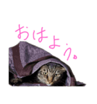 家のロク2（個別スタンプ：2）