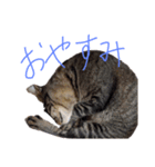家のロク2（個別スタンプ：3）