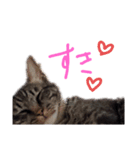 家のロク2（個別スタンプ：5）