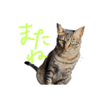 家のロク2（個別スタンプ：7）