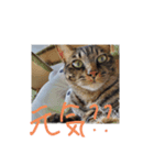 家のロク2（個別スタンプ：8）