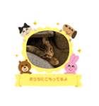 3ニャンズ その3（個別スタンプ：5）