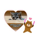 3ニャンズ その3（個別スタンプ：6）