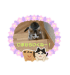 3ニャンズ その3（個別スタンプ：7）