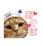 かわいい猫の日常使えるスタンプ（個別スタンプ：1）